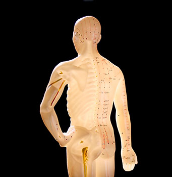 acupuncture_model